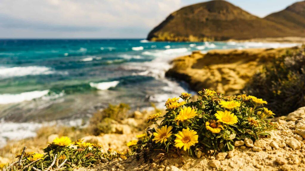 Duurzame vakantie - gele bloem op rotskust - Playa El Playazo, Cabo de Gata, Almería, Andalusië, Spanje